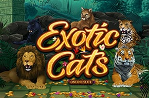 Exotic Cat